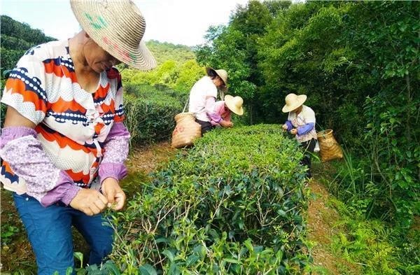 東方美人茶的制作過程